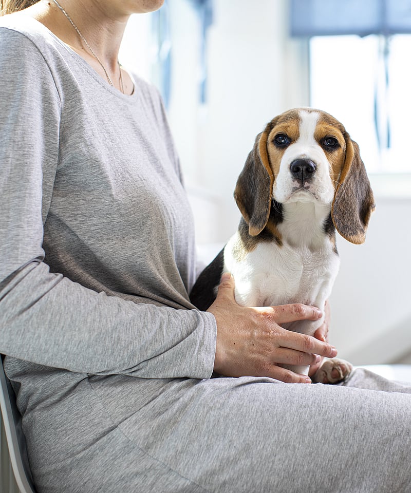 Beagle sitter på en kvinnas knä. Kvinnan har på sig en grå klänning.