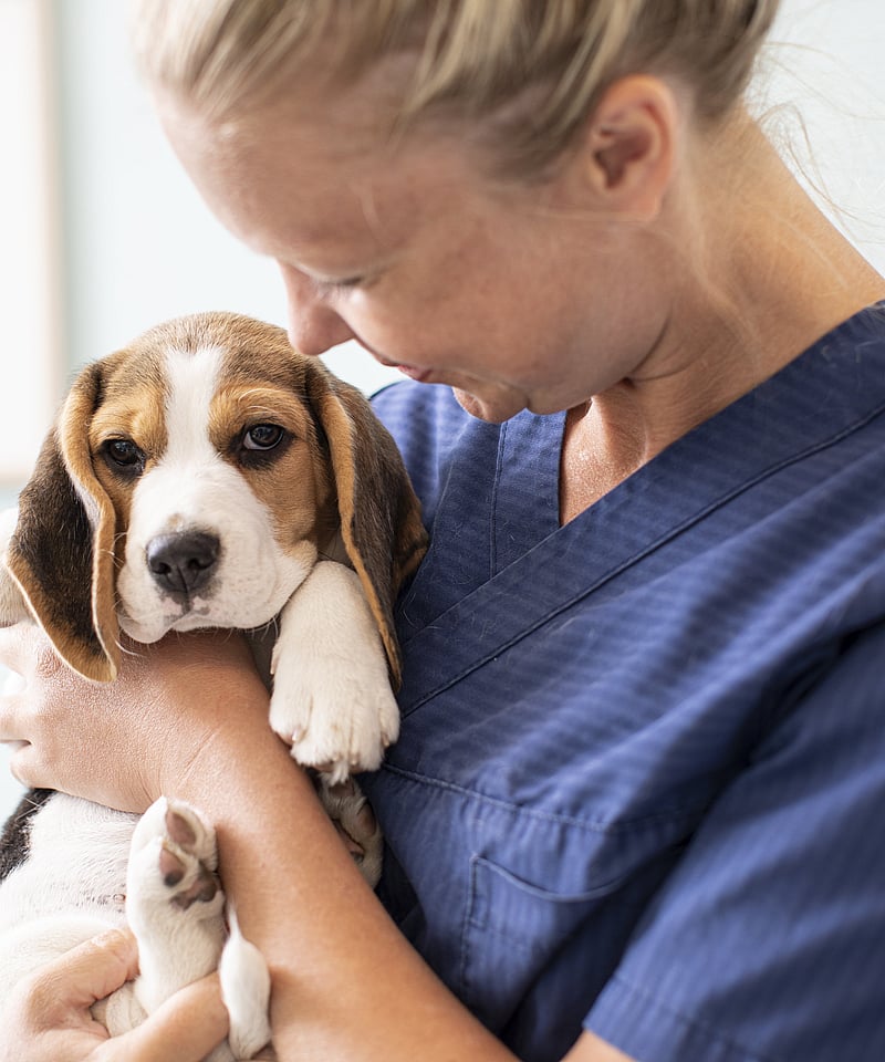 Veterinär håller om en beagle.