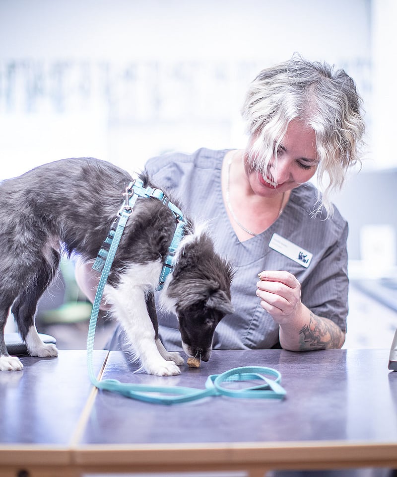 Veterinär undersöker en liten svartvit valp. Valpen står på ett undersökningsbord, har på sig en ljusblå sele och koppel och luktar på en matbit som ligger på bordet.
