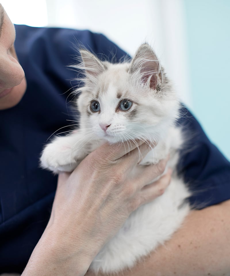 Veterinär håller i en långhårig kattunge.