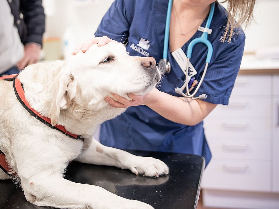 Veterinär undersöker en stor vit hund.
