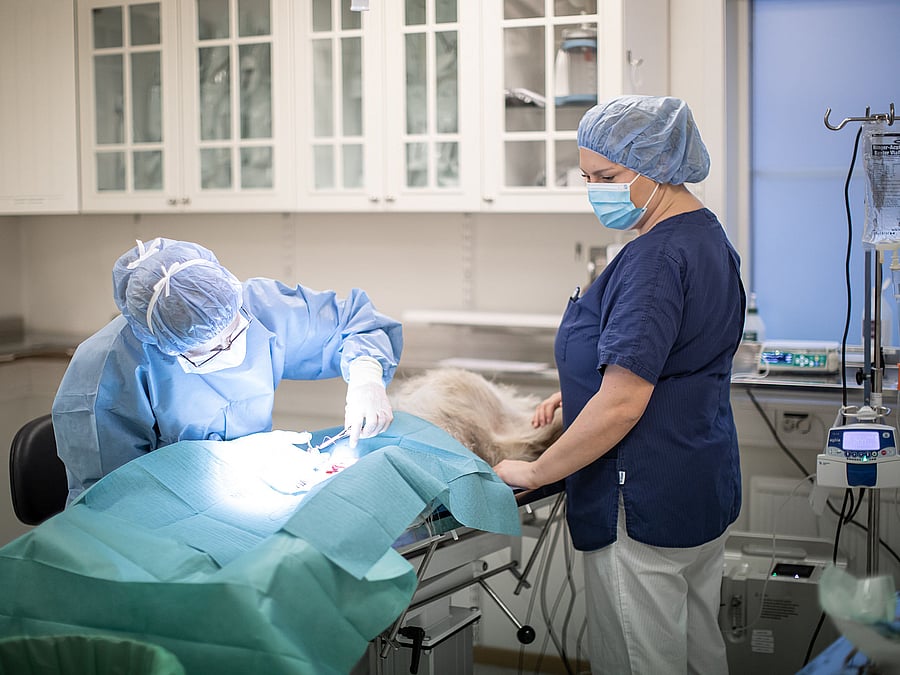 Veterinär och djursjukskötare inne i en operationssal.