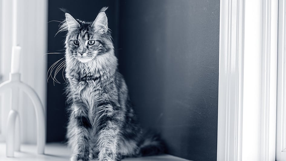 Långhårig katt med stora öron sitter vid ett fönster. Bilden är i svartvitt.