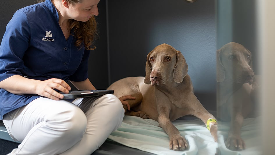 Veterinär sitter bredvid en brun hund som ligger på en filt. Veterinären har en anteckningsblock i knät och klappar på hundens bakre ben.