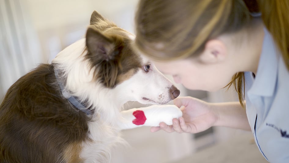Kvinnlig veterinär håller i en hunds tass. Tassen är lindad med vitt bandage med ett rött hjärta på.
