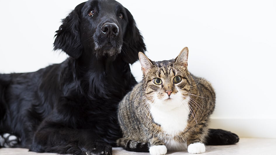En randig katt med stora gröna ögon och en svart, långhårig hund ligger ner och kollar mot kameran.