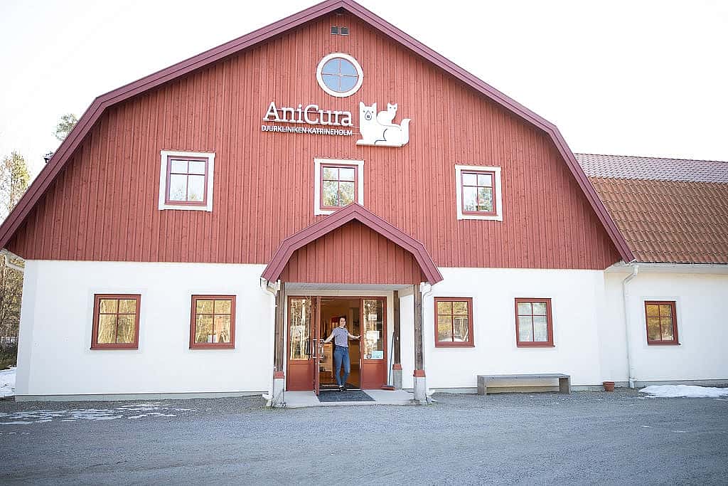 Sköterskor och veterinär i förberedelsesalen för operation