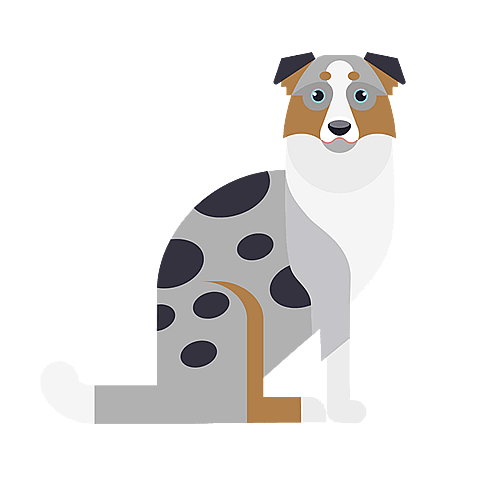 Teckning på en australian shepherd