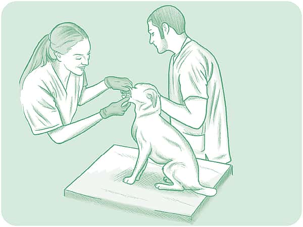 Teckning på två veterinärer som undersöker en hund. Teckningens bakgrund är grön.