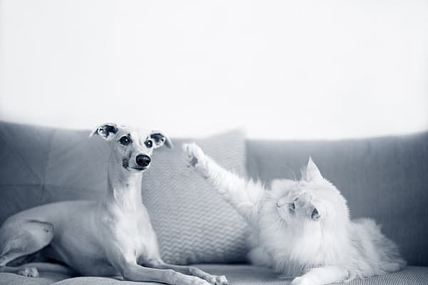En vit, långhårig katt och en ljushårig hund ligger på en soffa. Hunden tittar mot kameran medan katten tittar på hunden. Katten har lyft sin tass och det ser ut som att den vill klappa hunden.