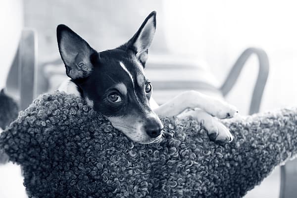 En hund hänger över en stolsrygg.