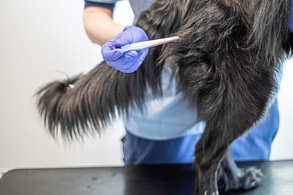 En veterinär iklädd ljusblåa vårdkläder tar temperaturen på en svart lurvig hund. Temperaturen tas genom att föra termometern i hundens anus.