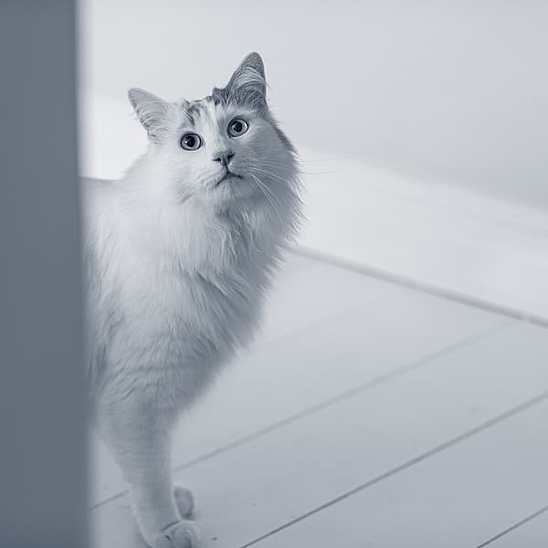 Vit katt står bakom en dörr.