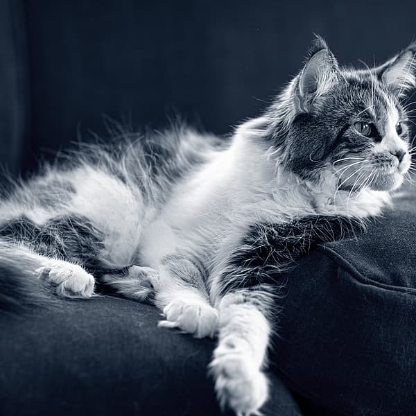 Långhårig, tvåfärgad katt ligger på soffan och kollar åt höger.