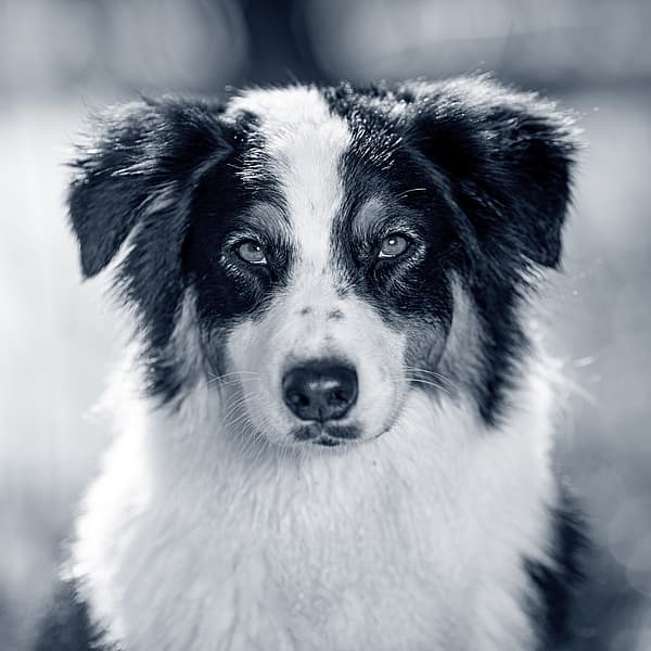 En svartvit hund står och kollar mot kameran.