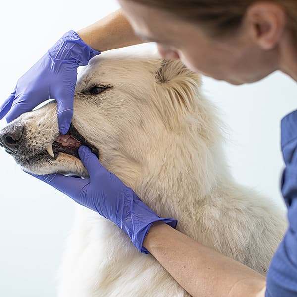 En kvinnlig veterinär med sitt bruna hår i tofs och iklädd blåa vårdkläder undersöker en vit hunds tänder.