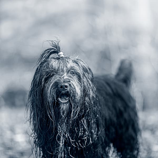 Svart, långhårig blöt hund ute i skogen.