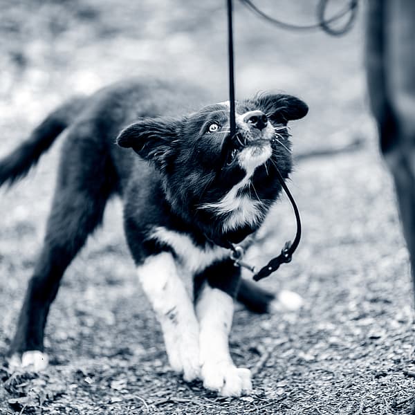 En svartvitt valp kampar med kopplet.