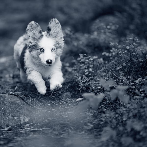 En Corgi-valp springer i skogen.