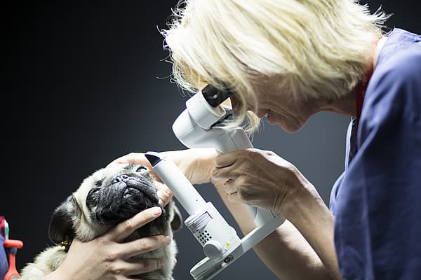 Ögonexamination av en mops.