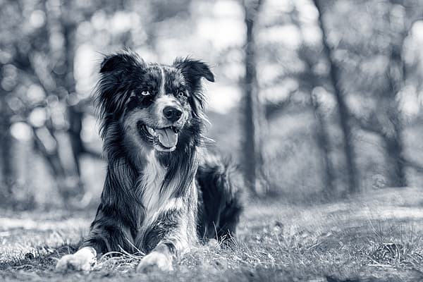 En hund som ligger i gräset.