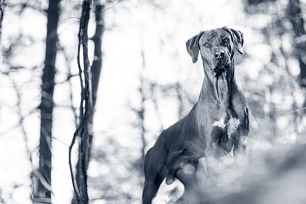 Hund ute i naturen.