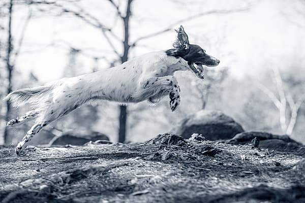 En hund som hoppar i luften.