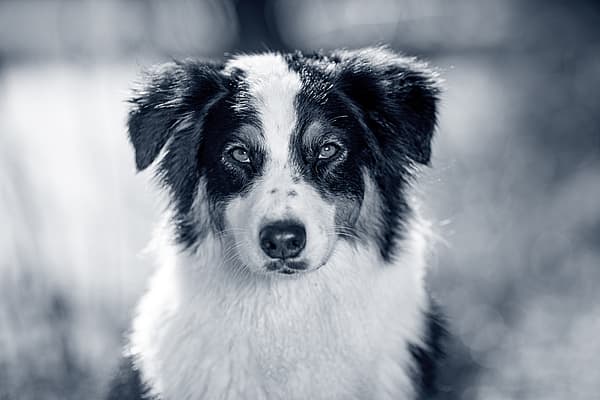 En svartvit hund står och kollar mot kameran.