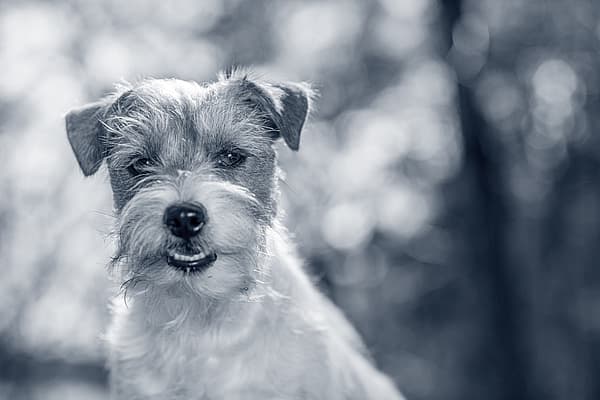 En liten och glad hund kollar mot kameran.