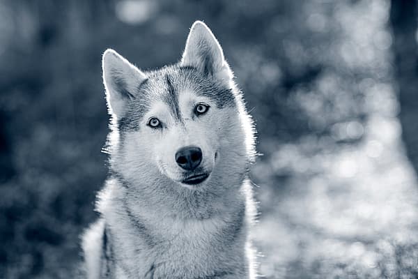 En husky i skogen tittar in i kameran.