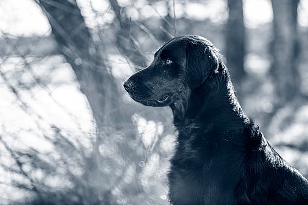 En svart hund står ute i naturen. Bilden är i svartvitt.
