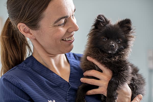 En veterinär håller i en brun pomeranian-valp.