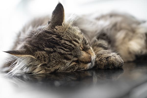 Katt sover på ett undersökningsbord