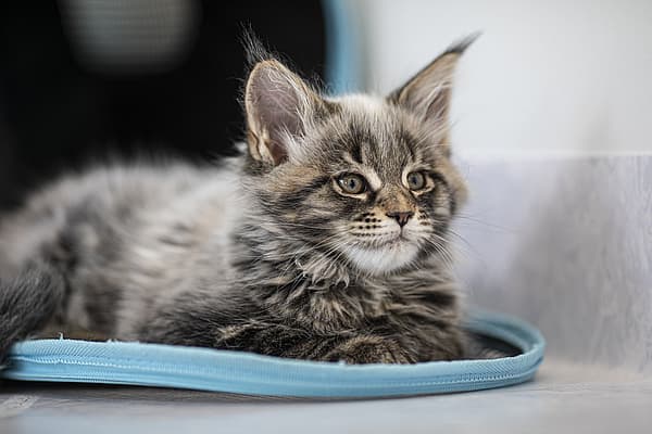 Gråhårig katt med blåa ögon och stora öron ligger ner och kollar bort.