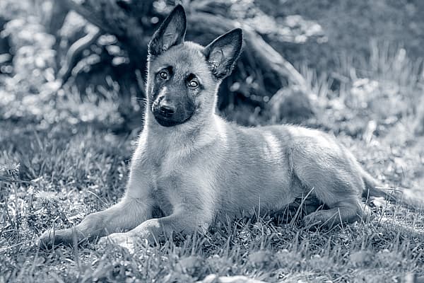 En Malinois valp ligger i gräset.