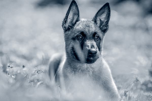 Liten Malinois-valp sitter ute i gräset.