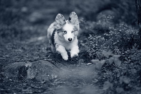 En Corgi-valp springer i skogen.