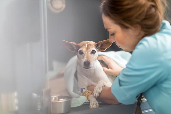Kvinnlig veterinär undersöker en hund. Hunden ligger på ett undersökningsbord, inlindad i filt.