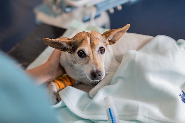 En hund har ett plåster runt ena frambenet och ligger med en filt.