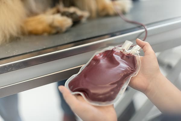 Veterinär håller i en blodpåse som kommer från en blodgivarhund.