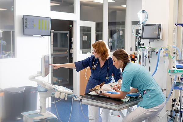 Två kvinnliga veterinärer undersöker och en hund. Hunden ligger på sidan och den ena veterinären håller i den medan den andra visar något på en skärm.