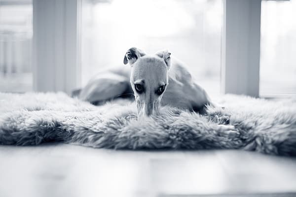 En Italian Greyhound ligger på golvet och gömmer nosen i en matta.