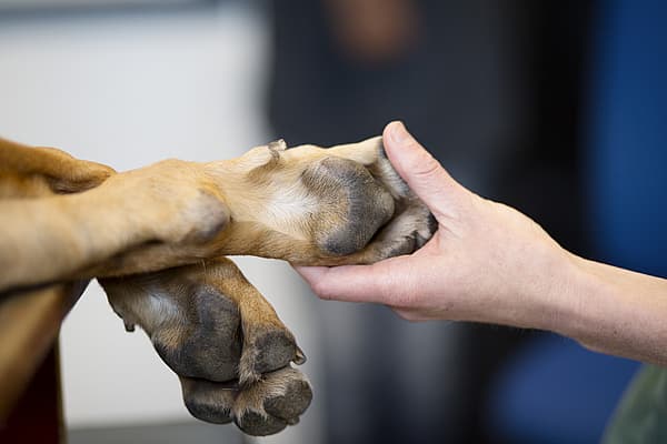 En hand håller i en hunds tassar.