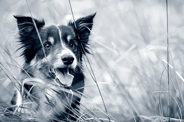 En hund i högt gräs.