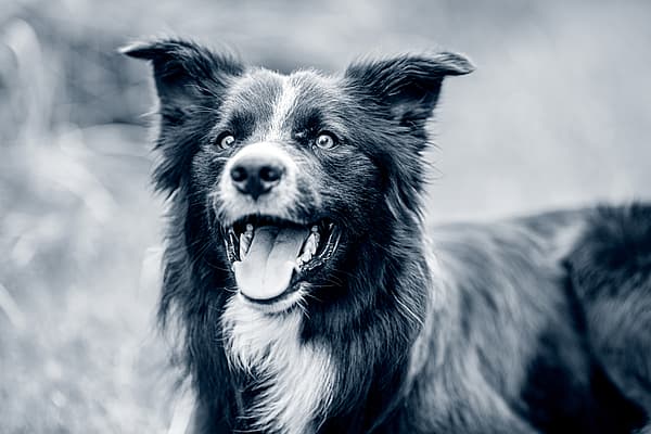En glad svartvit hund i gräset.