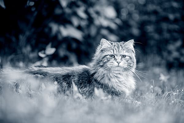 Fluffig katt ligger utomhus på gräset.