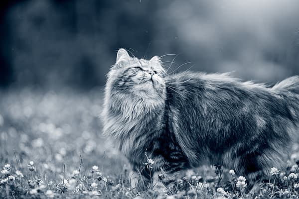 En långhårig, mörk katt promenerar ute i naturen bland blommorna och kollar uppåt.