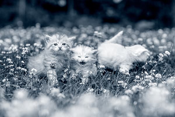 Tre små kattungar busar utomhus bland blommorna.