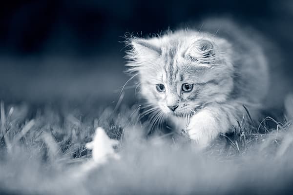 Fluffig kattunge är utomhus och promenerar.