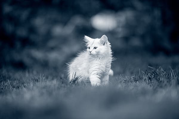 En vit kattunge står utomhus på en gräsmatta